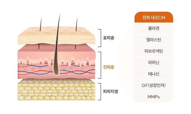 피부 구조 및 진피 내 ECM 다이어그램